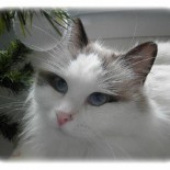 ginger noël - Chatterie Ragdolls du Val de Beauvoir